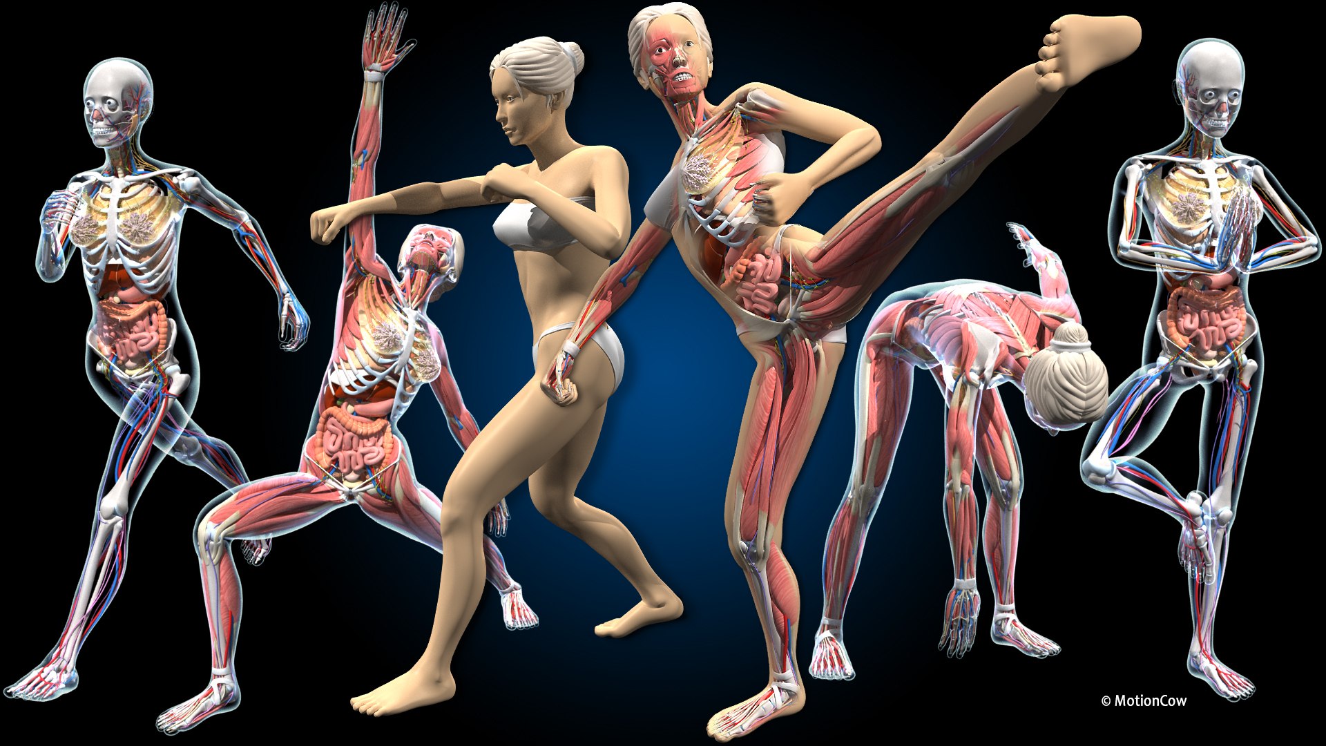 Ultimate Female Anatomy PRO 3D model https://p.turbosquid.com/ts-thumb/pd/PQtSWi/KX/ufa_pro_b/jpg/1667276741/1920x1080/fit_q87/64a885e4a0c6d5e36c8a728b3d7f74e6dba95a24/ufa_pro_b.jpg