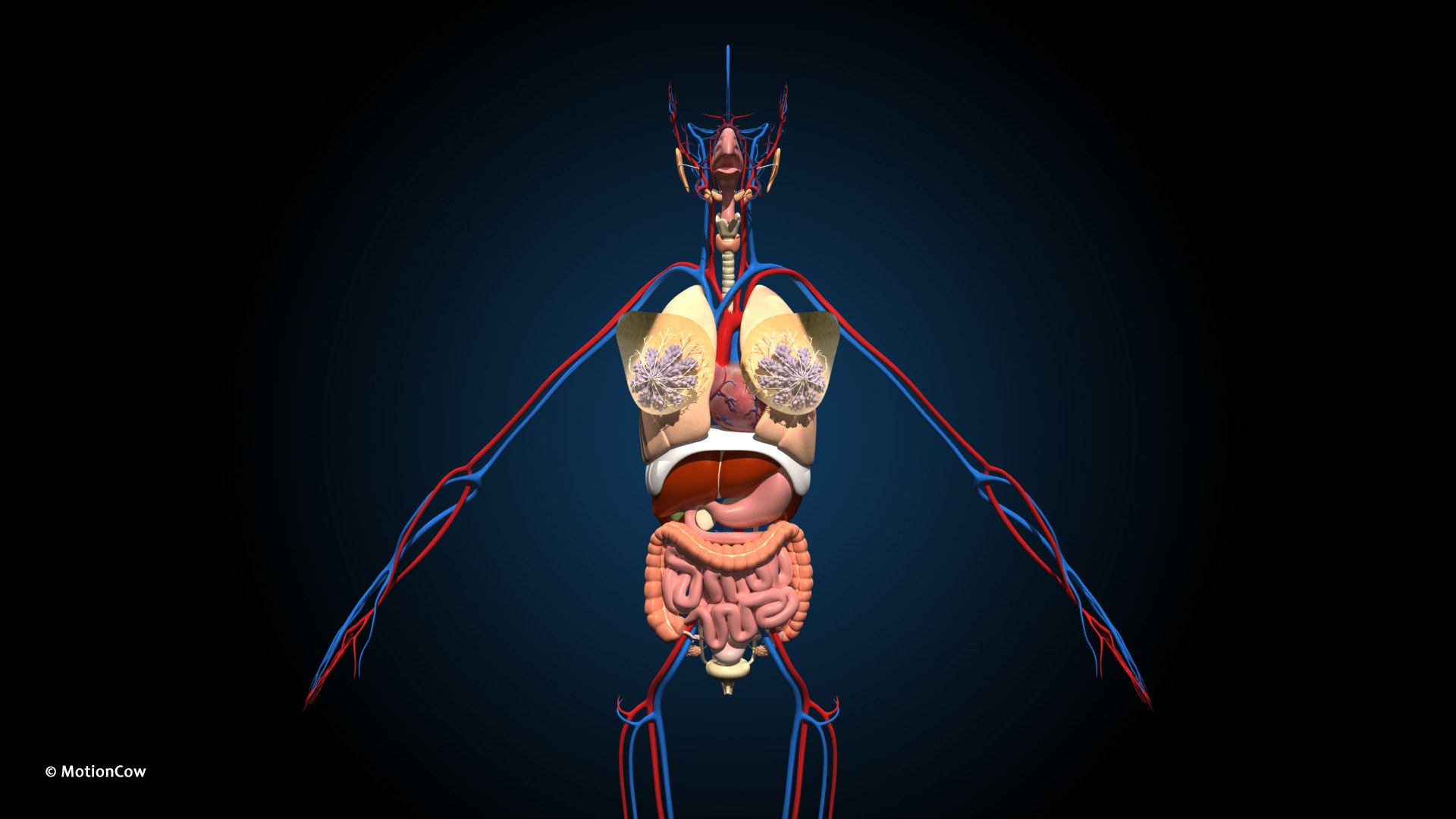 Ultimate Female Anatomy PRO 3D model https://p.turbosquid.com/ts-thumb/pd/PQtSWi/Kj/female_anatomy_b5/jpg/1666791146/1920x1080/fit_q87/bb5d53ee333d203cc18b1ee5338f6ec4d64bb1c5/female_anatomy_b5.jpg