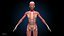 Ultimate Female Anatomy PRO - Advanced Rig w Animation