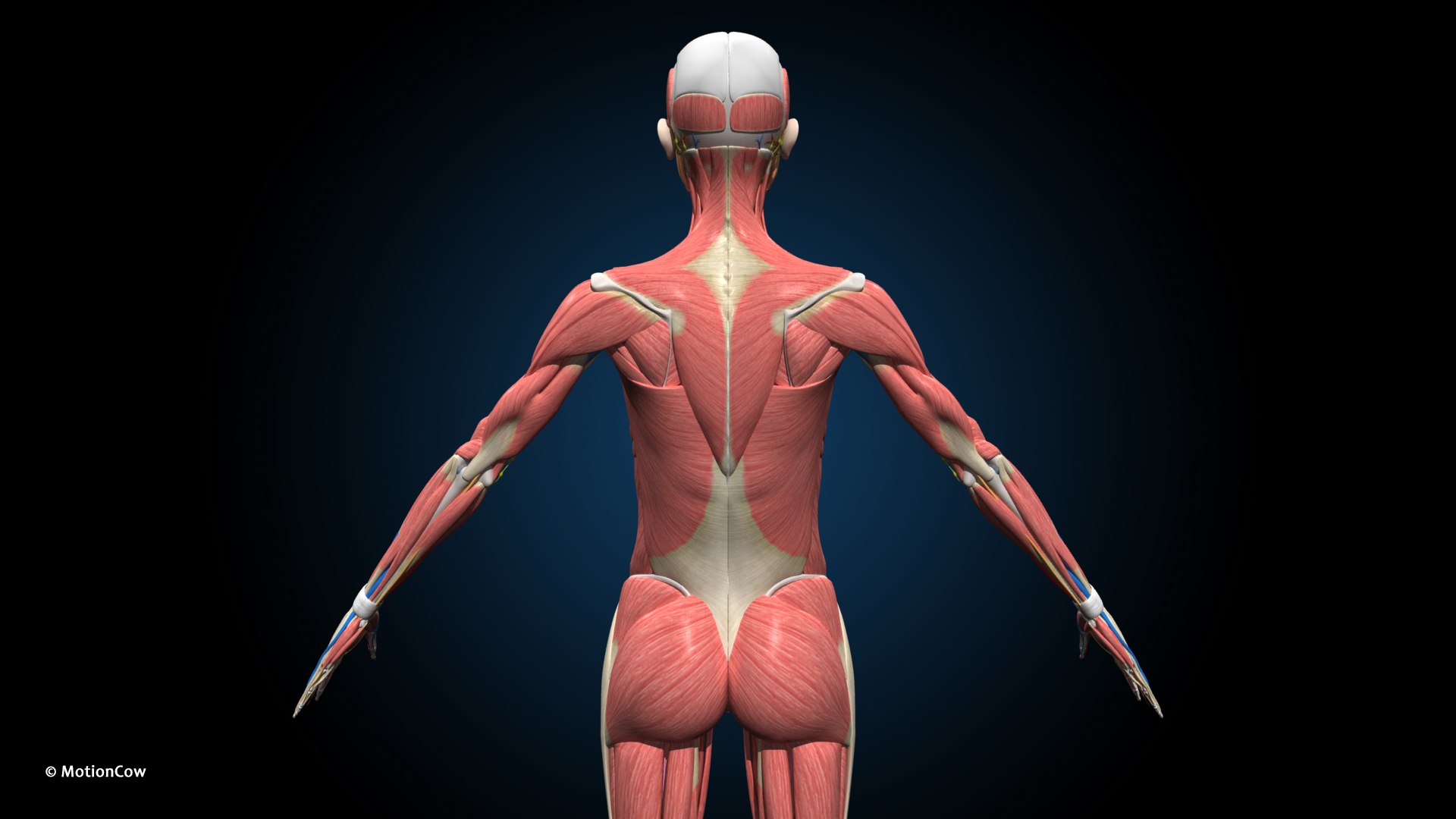 Ultimate Female Anatomy PRO 3D model https://p.turbosquid.com/ts-thumb/pd/PQtSWi/Mo/female_anatomy_c1/jpg/1666791166/1920x1080/fit_q87/5f4201bb2e2659af9403701448baa6b49ba41dba/female_anatomy_c1.jpg