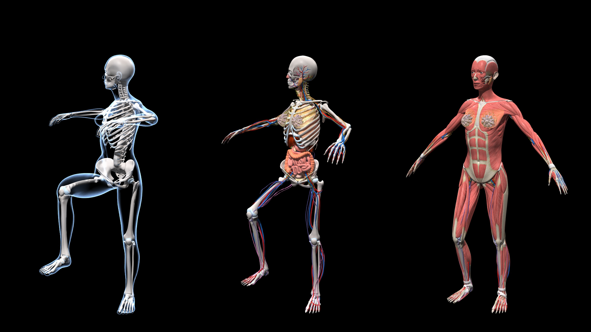Ultimate Female Anatomy PRO 3D model https://p.turbosquid.com/ts-thumb/pd/PQtSWi/NO/ufa_shota/jpg/1666834041/1920x1080/turn_fit_q99/8d266e7132644e921423b506d07bb98a387e9d2b/ufa_shota-1.jpg