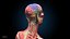 Ultimate Female Anatomy PRO - Advanced Rig w Animation