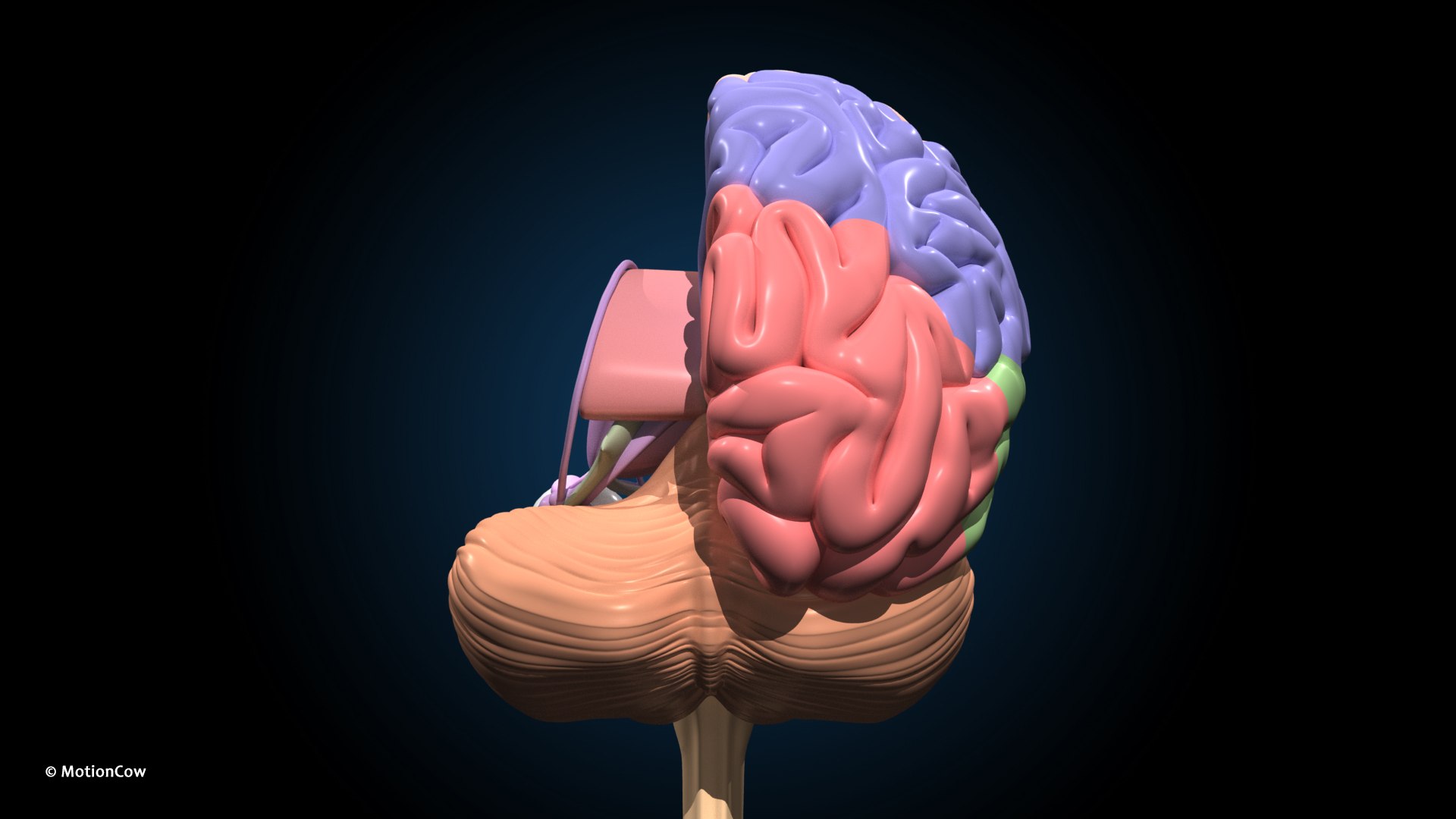 Ultimate Female Anatomy PRO 3D model https://p.turbosquid.com/ts-thumb/pd/PQtSWi/OG/female_anatomy_j14/jpg/1666791951/1920x1080/fit_q87/a3ff2e95686f269e52dfb8bd1d1951b8feeefeef/female_anatomy_j14.jpg