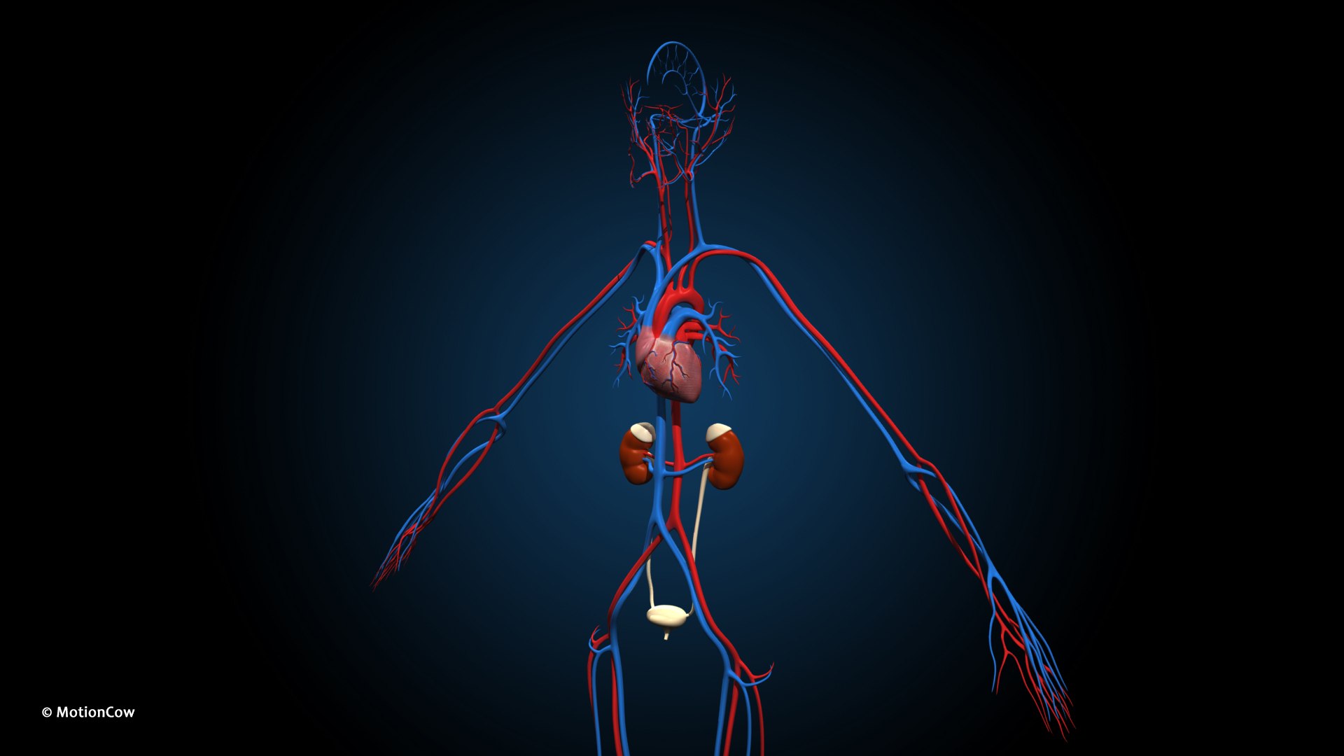 Ultimate Female Anatomy PRO 3D model https://p.turbosquid.com/ts-thumb/pd/PQtSWi/Q0/female_anatomy_d6/jpg/1666791252/1920x1080/fit_q87/6fc89357a373307fc7a8b715bf9965acc558cb20/female_anatomy_d6.jpg