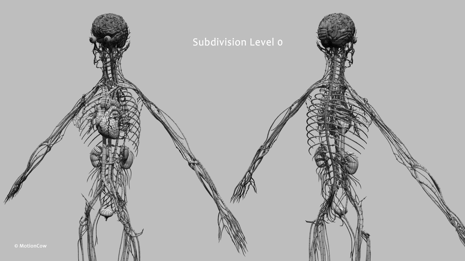 Ultimate Female Anatomy PRO 3D model https://p.turbosquid.com/ts-thumb/pd/PQtSWi/QH/female_anatomy_w6/jpg/1666791955/1920x1080/fit_q87/28b06a5c1937c07f159bf466d122f4410801ed2b/female_anatomy_w6.jpg