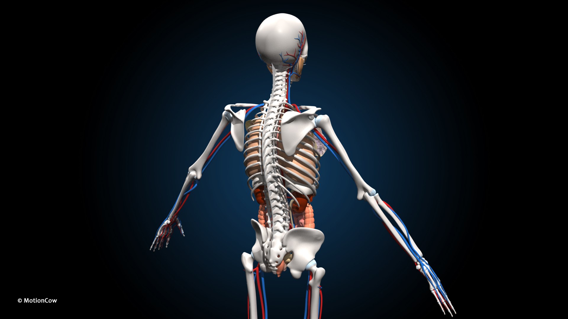 Ultimate Female Anatomy PRO 3D model https://p.turbosquid.com/ts-thumb/pd/PQtSWi/SN/female_anatomy_e4/jpg/1666791254/1920x1080/fit_q87/e1fbc25a1b54e86b471ac4bd0a96941aeea39370/female_anatomy_e4.jpg