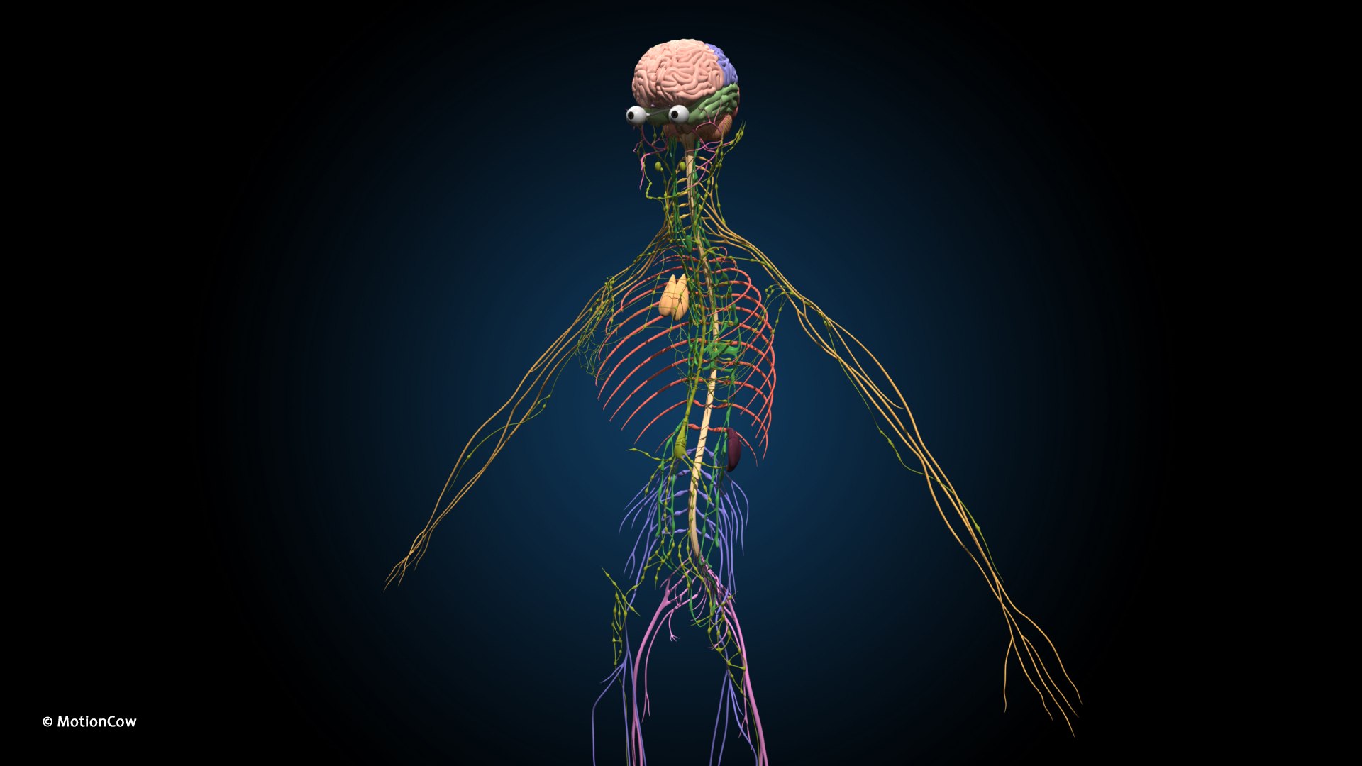 Ultimate Female Anatomy PRO 3D model https://p.turbosquid.com/ts-thumb/pd/PQtSWi/Tl/female_anatomy_i1/jpg/1666791943/1920x1080/fit_q87/ffad702d2c52027d0dd89be95694a28f98ffc58d/female_anatomy_i1.jpg