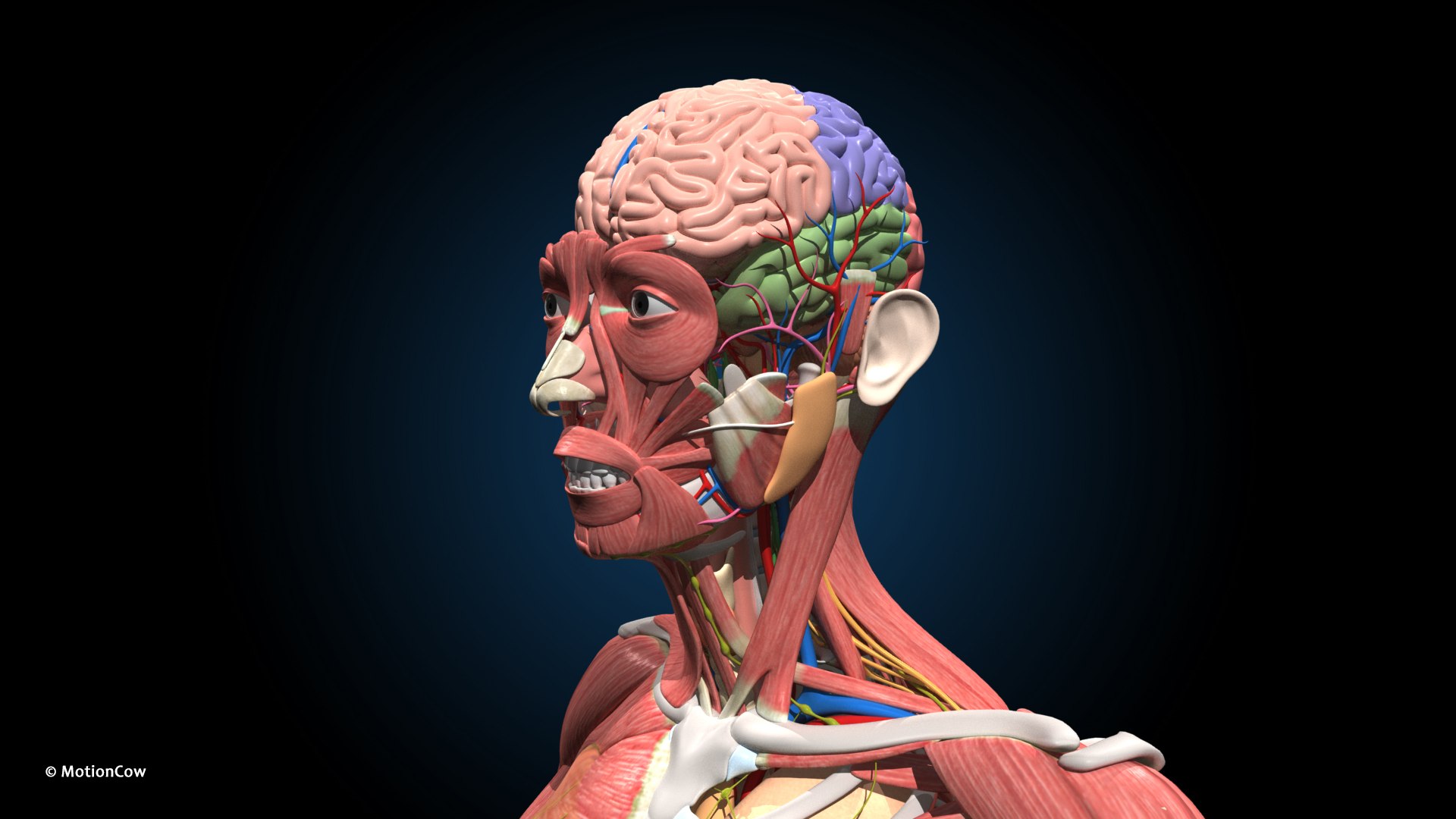 Ultimate Female Anatomy PRO 3D model https://p.turbosquid.com/ts-thumb/pd/PQtSWi/Tt/female_anatomy_h6/jpg/1666791941/1920x1080/fit_q87/093e2b1a3a92d9114d3d538888bd6cb1a3b9b924/female_anatomy_h6.jpg