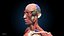 Ultimate Female Anatomy PRO - Advanced Rig w Animation
