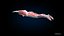 Ultimate Female Anatomy PRO - Advanced Rig w Animation