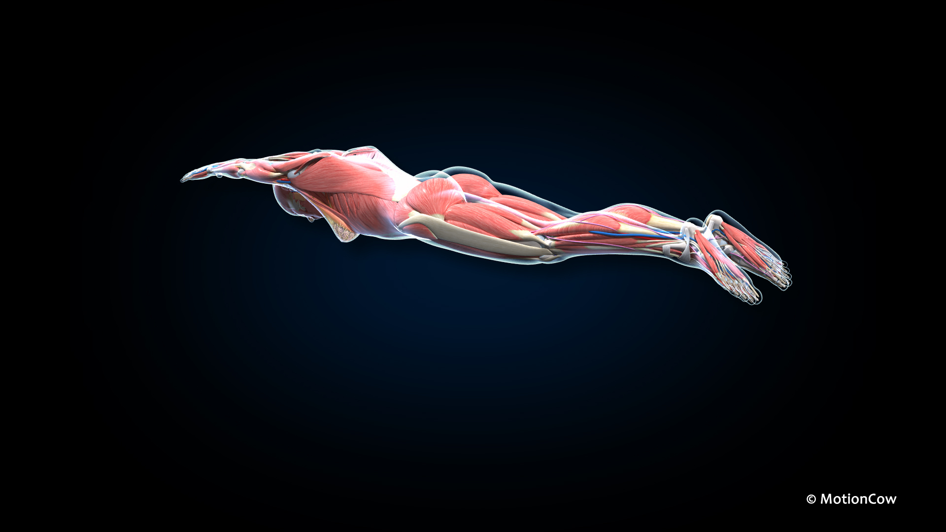 Ultimate Female Anatomy PRO 3D model https://p.turbosquid.com/ts-thumb/pd/PQtSWi/Tu/ufa_butt_back/jpg/1667105146/1920x1080/turn_fit_q99/338d41ea185729e55e5e1288eab382a89f42dcdd/ufa_butt_back-1.jpg