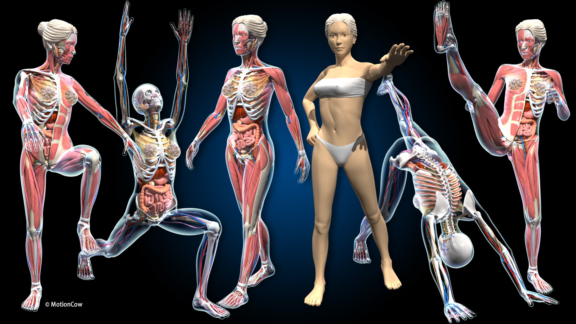 Ultimate Female Anatomy PRO 3D model https://p.turbosquid.com/ts-thumb/pd/PQtSWi/Ut/ufa_pro_c/jpg/1667276741/1920x1080/fit_q87/b01262c4433a6e9b8f66f8b6e95ded77caf2735f/ufa_pro_c.jpg