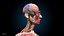 Ultimate Female Anatomy PRO - Advanced Rig w Animation