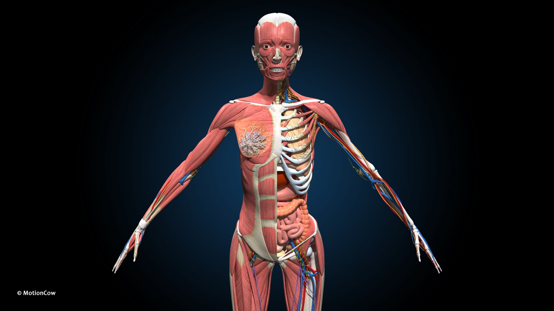 Ultimate Female Anatomy PRO 3D model https://p.turbosquid.com/ts-thumb/pd/PQtSWi/Yr/female_anatomy_b2/jpg/1666791145/1920x1080/fit_q87/5b1d3fc272bdbdc6285b1c91cfdccf7177c540cc/female_anatomy_b2.jpg