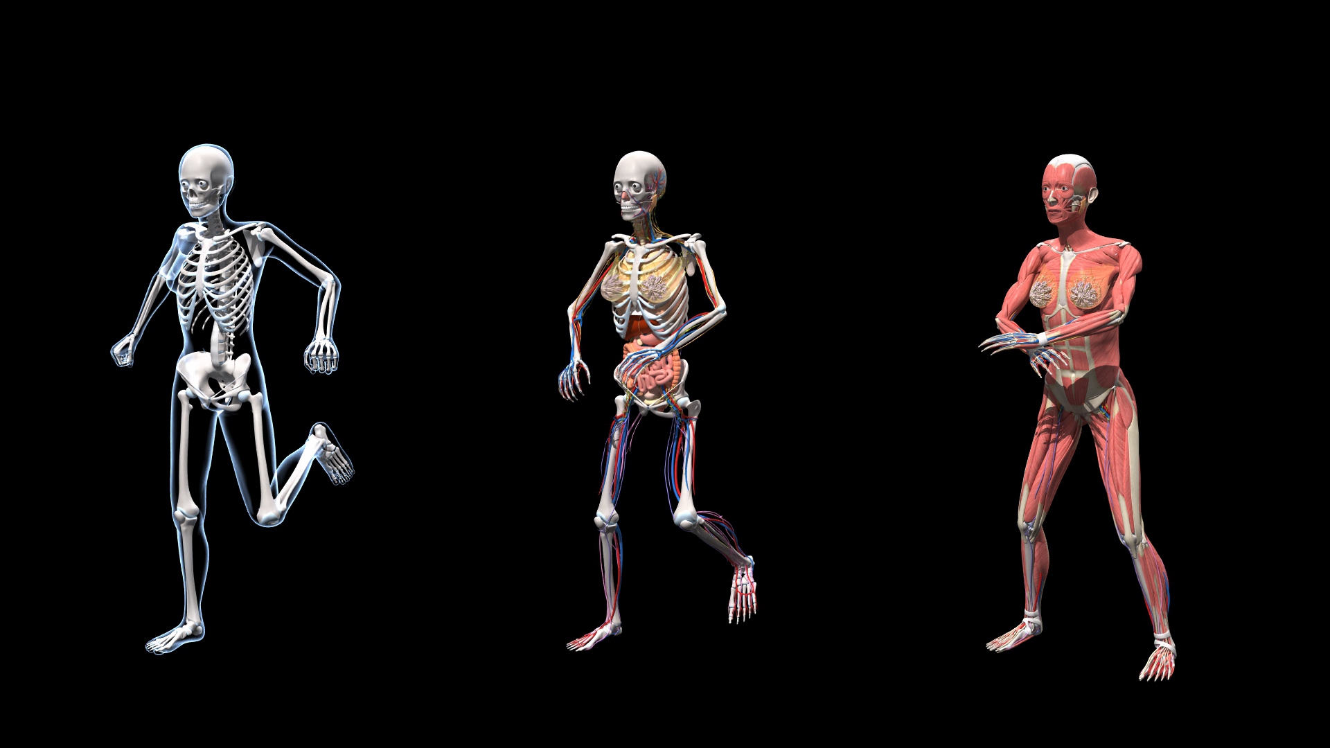 Ultimate Female Anatomy PRO 3D model https://p.turbosquid.com/ts-thumb/pd/PQtSWi/ZD/ufa_shotd/jpg/1666834248/1920x1080/turn_fit_q99/c7a7caba073eaa71cc6d5990f9f8748c6538280a/ufa_shotd-1.jpg