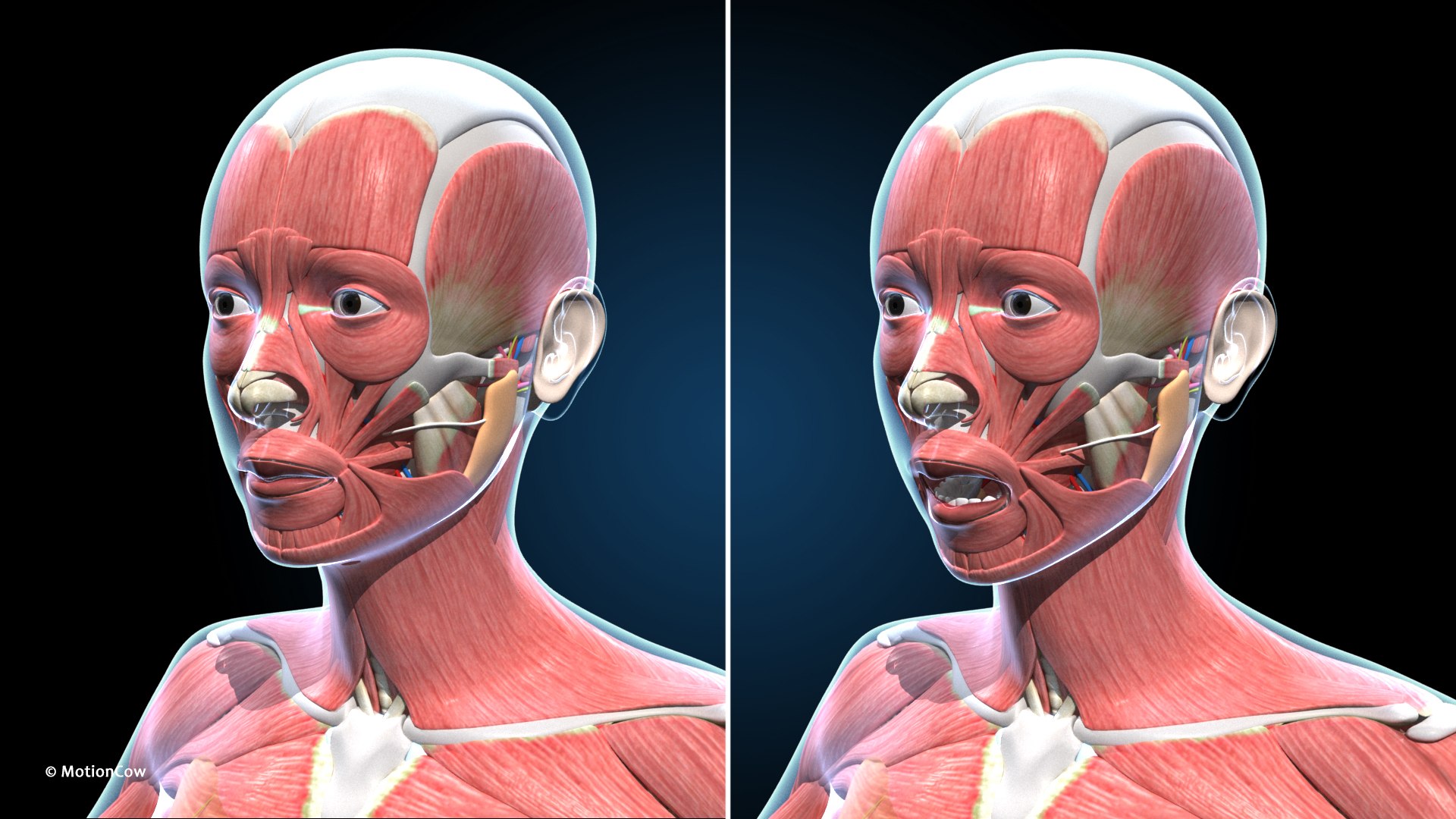 Ultimate Female Anatomy PRO 3D model https://p.turbosquid.com/ts-thumb/pd/PQtSWi/bz/female_anatomy_h45/jpg/1666791940/1920x1080/fit_q87/cb63f080b8906c2775d5b05f3376a3346771c2b8/female_anatomy_h45.jpg