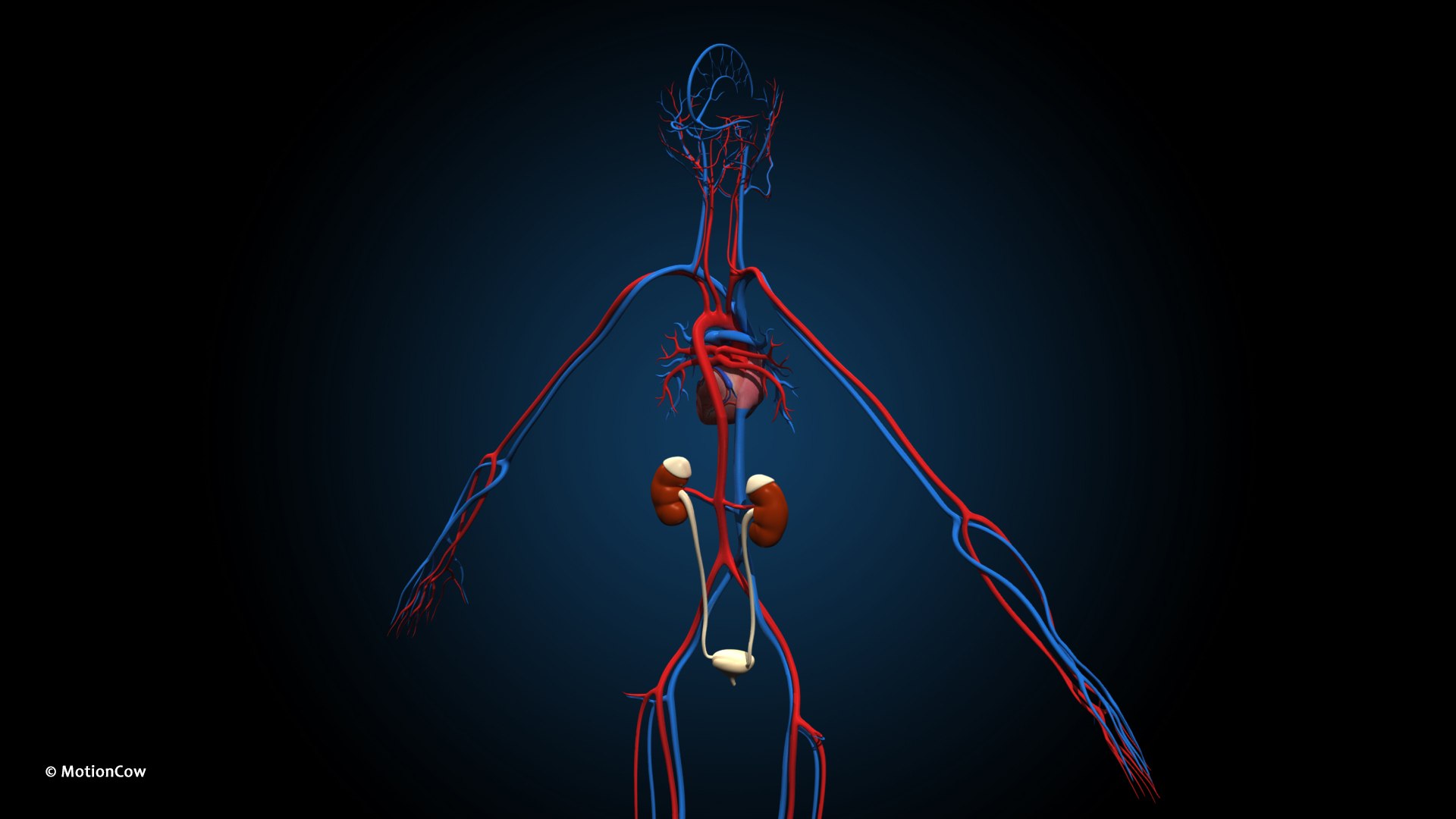 Ultimate Female Anatomy PRO 3D model https://p.turbosquid.com/ts-thumb/pd/PQtSWi/dF/female_anatomy_e6/jpg/1666791255/1920x1080/fit_q87/a53347b686d9fa48c858f3d8bf61c9589bfcfc15/female_anatomy_e6.jpg