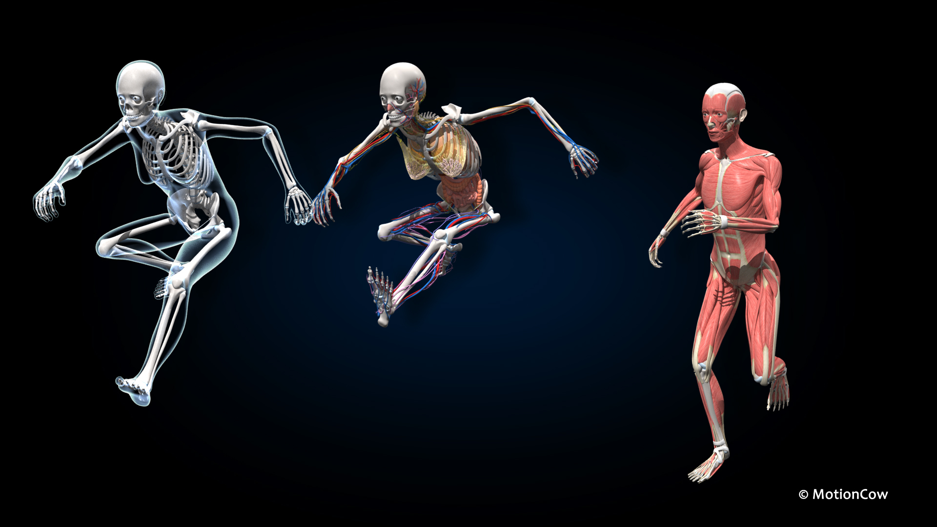 Ultimate Female Anatomy PRO 3D model https://p.turbosquid.com/ts-thumb/pd/PQtSWi/e7/sequfa_jump/jpg/1666843893/1920x1080/turn_fit_q99/25f92692689f538751ef7a079113cfde81a5defc/sequfa_jump-1.jpg