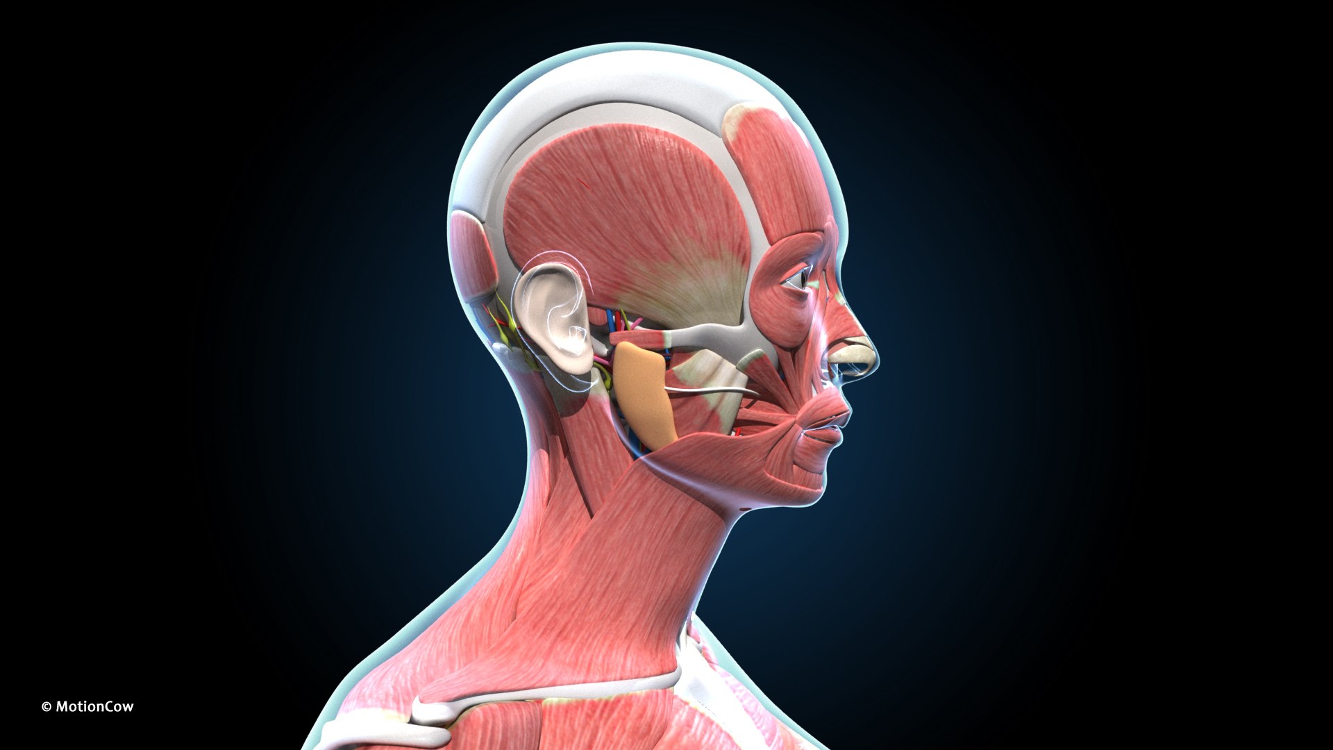 Ultimate Female Anatomy PRO 3D model https://p.turbosquid.com/ts-thumb/pd/PQtSWi/fQ/female_anatomy_h2/jpg/1666791938/1920x1080/fit_q87/b79aff8a9c6ecb8903897b41fc3e43e1431b468a/female_anatomy_h2.jpg