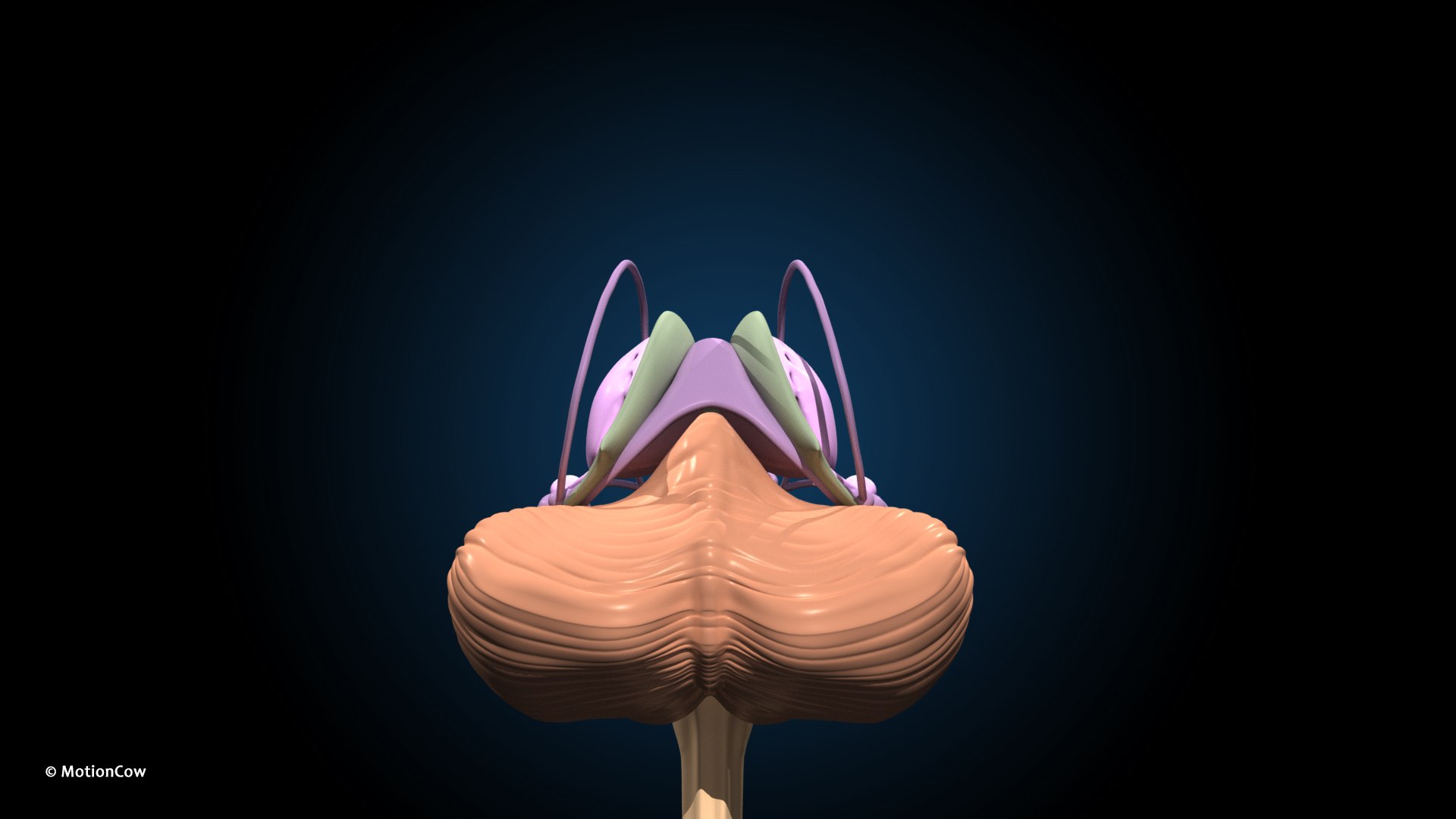 Ultimate Female Anatomy PRO 3D model https://p.turbosquid.com/ts-thumb/pd/PQtSWi/hH/female_anatomy_j15/jpg/1666791951/1920x1080/fit_q87/9d112f13bffadfb65bb94355e420ea00cba83bae/female_anatomy_j15.jpg