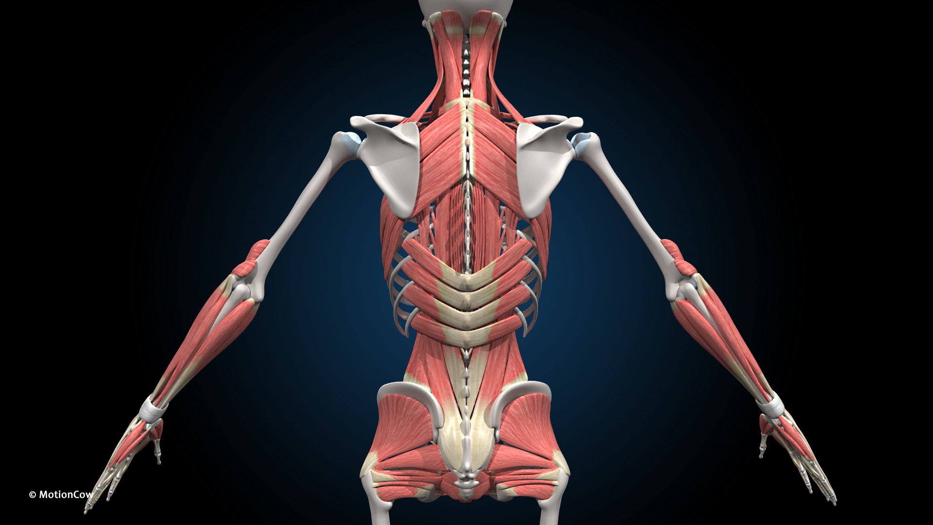 Ultimate Female Anatomy PRO 3D model https://p.turbosquid.com/ts-thumb/pd/PQtSWi/hu/female_muscular_skeletal_d/jpg/1675740942/1920x1080/fit_q87/baaa829d19e34fa196a5ff255f6d672cb28710bc/female_muscular_skeletal_d.jpg
