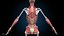Ultimate Female Anatomy PRO - Advanced Rig w Animation