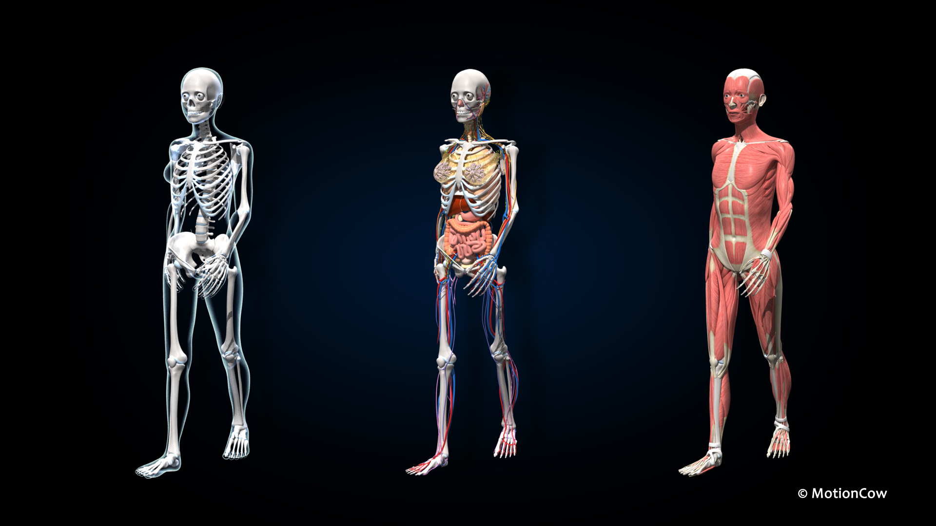 Ultimate Female Anatomy PRO 3D model https://p.turbosquid.com/ts-thumb/pd/PQtSWi/iJ/ufa_walk/jpg/1666916671/1920x1080/turn_fit_q99/b557d554bf9233ea8a11c968d23f53ff30ef3f34/ufa_walk-1.jpg