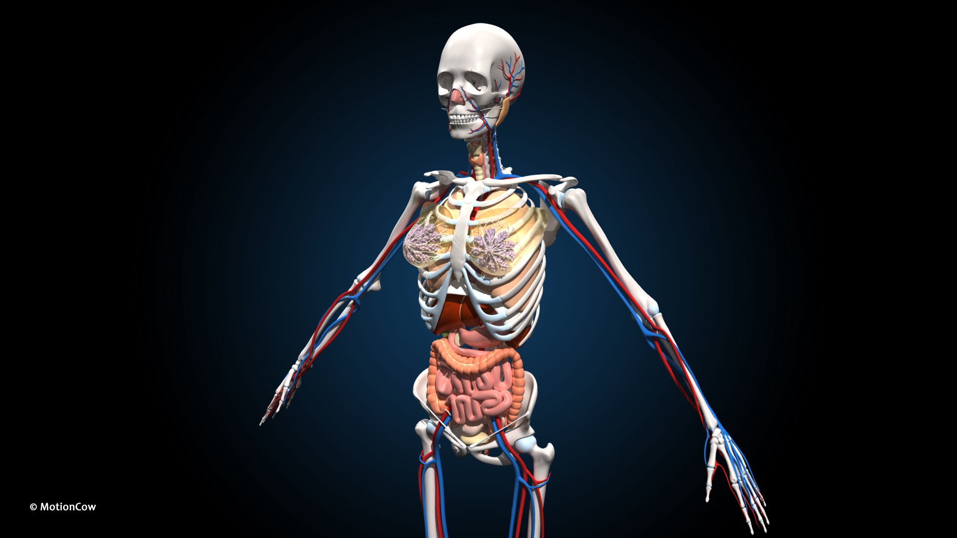 Ultimate Female Anatomy PRO 3D model https://p.turbosquid.com/ts-thumb/pd/PQtSWi/is/female_anatomy_d4/jpg/1666791250/1920x1080/fit_q87/0665e74d1d9cb7e6667671c7e423ad8a85c21dd2/female_anatomy_d4.jpg