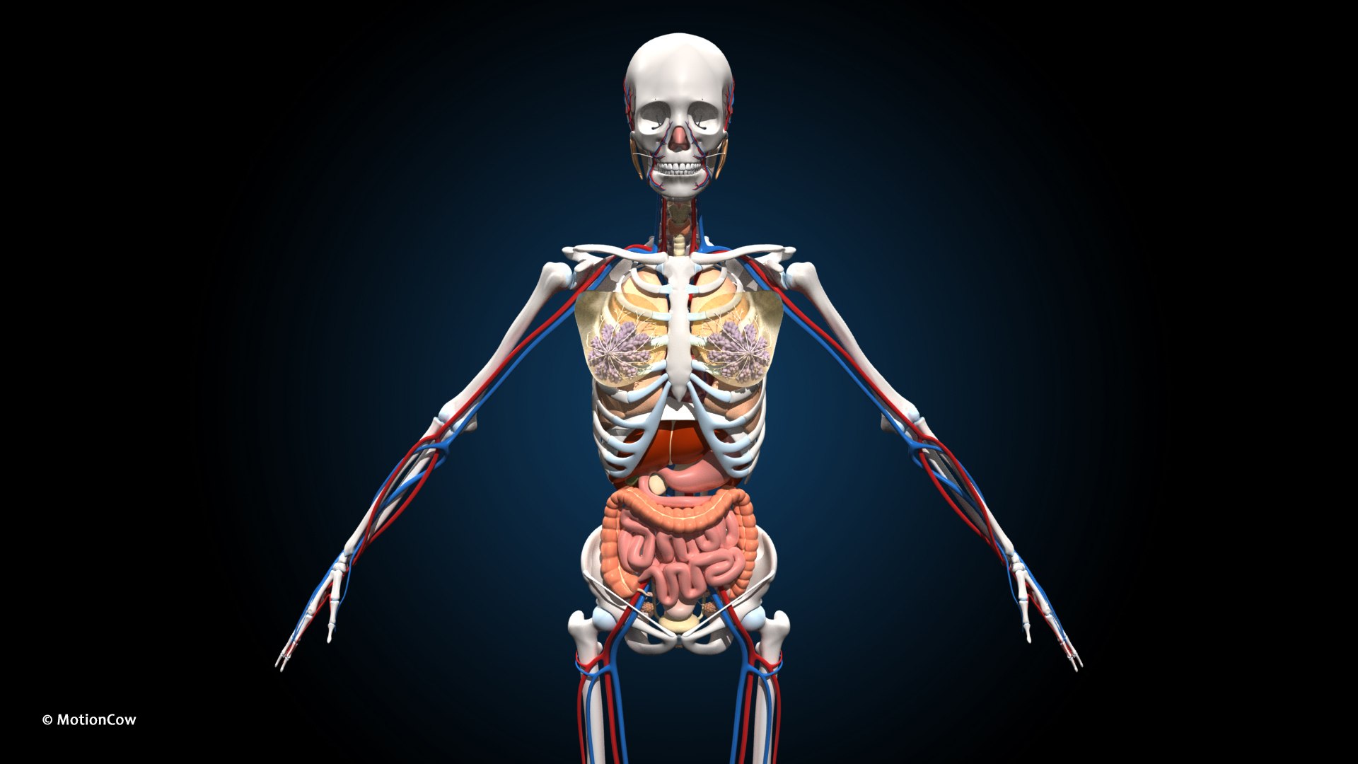 Ultimate Female Anatomy PRO 3D model https://p.turbosquid.com/ts-thumb/pd/PQtSWi/kt/female_anatomy_b4/jpg/1666791146/1920x1080/fit_q87/29e079d1befa8380cdb83758efed2d05def3ffdd/female_anatomy_b4.jpg