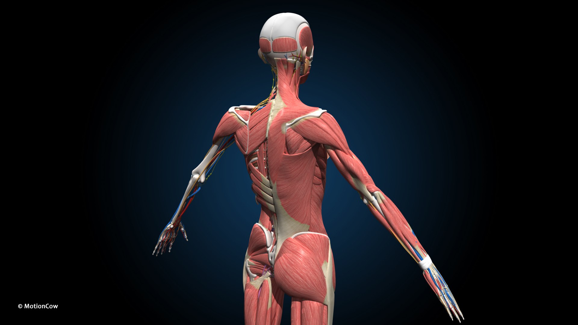 Ultimate Female Anatomy PRO 3D model https://p.turbosquid.com/ts-thumb/pd/PQtSWi/m9/female_anatomy_e2/jpg/1666791253/1920x1080/fit_q87/df83497c831a3ff258678c5693f6e22456304540/female_anatomy_e2.jpg