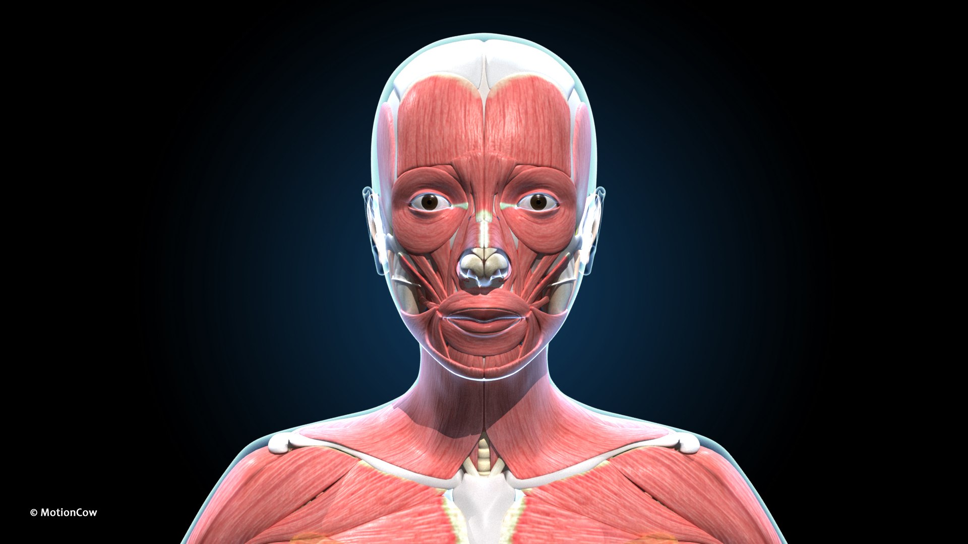 Ultimate Female Anatomy PRO 3D model https://p.turbosquid.com/ts-thumb/pd/PQtSWi/mR/female_anatomy_h1/jpg/1666791937/1920x1080/fit_q87/0b8a82c2ae840065b587ad3933000c7763f02696/female_anatomy_h1.jpg