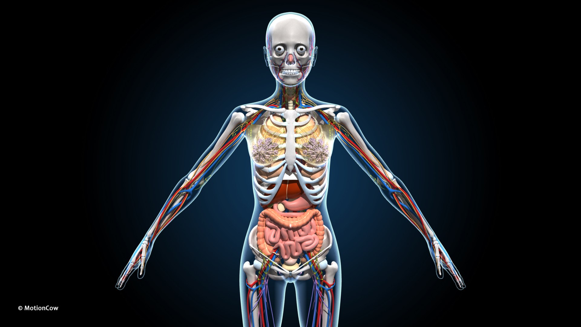 Ultimate Female Anatomy PRO 3D model https://p.turbosquid.com/ts-thumb/pd/PQtSWi/mk/female_anatomy_b3/jpg/1666791145/1920x1080/fit_q87/f9df175acdca5cf7f996b9bb7fe75a957004d0a0/female_anatomy_b3.jpg
