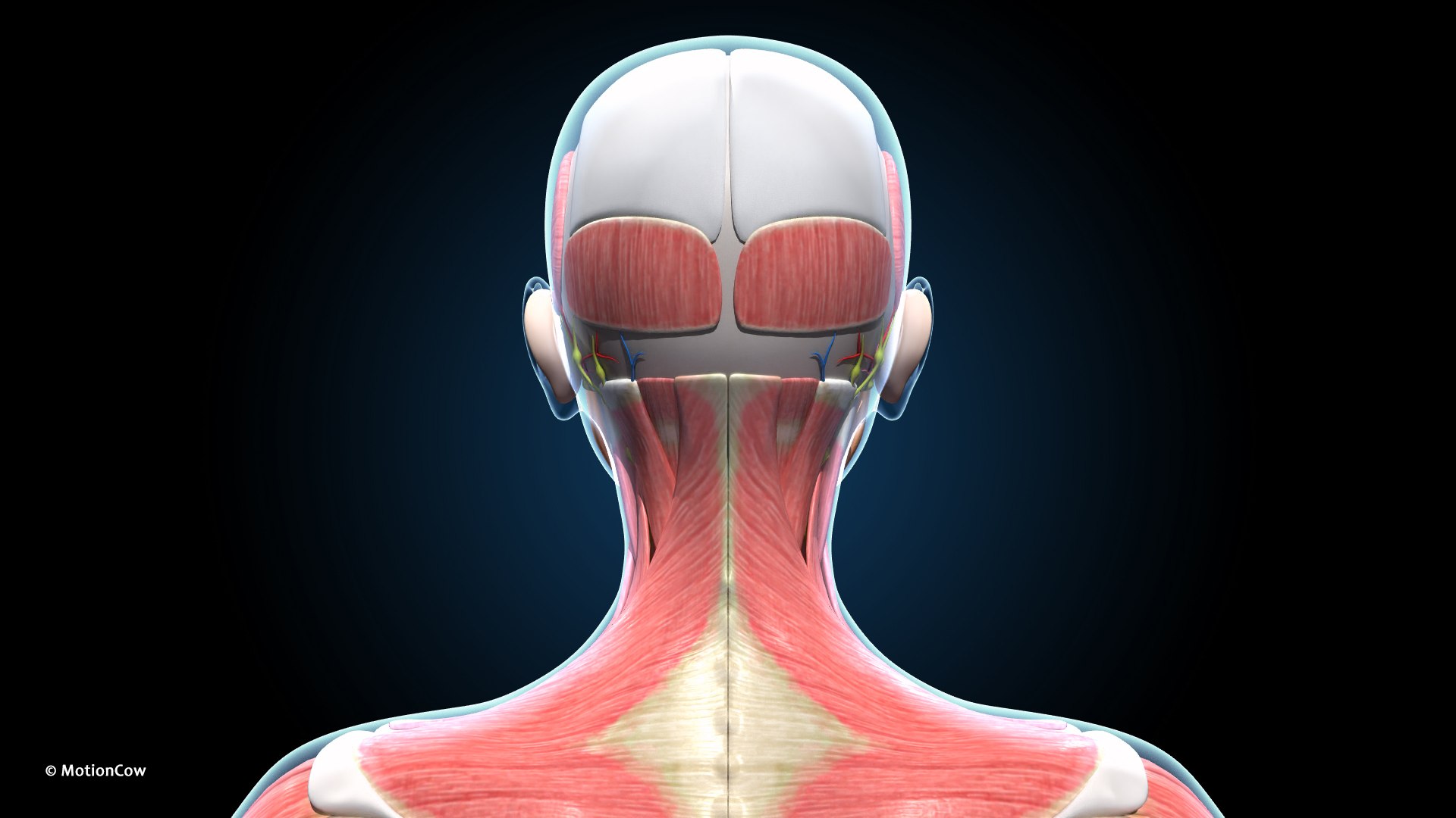 Ultimate Female Anatomy PRO 3D model https://p.turbosquid.com/ts-thumb/pd/PQtSWi/mw/female_anatomy_h3/jpg/1666791938/1920x1080/fit_q87/81b6200f2739d9ecef52fea4a86d10062c12dfe2/female_anatomy_h3.jpg