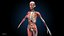 Ultimate Female Anatomy PRO - Advanced Rig w Animation