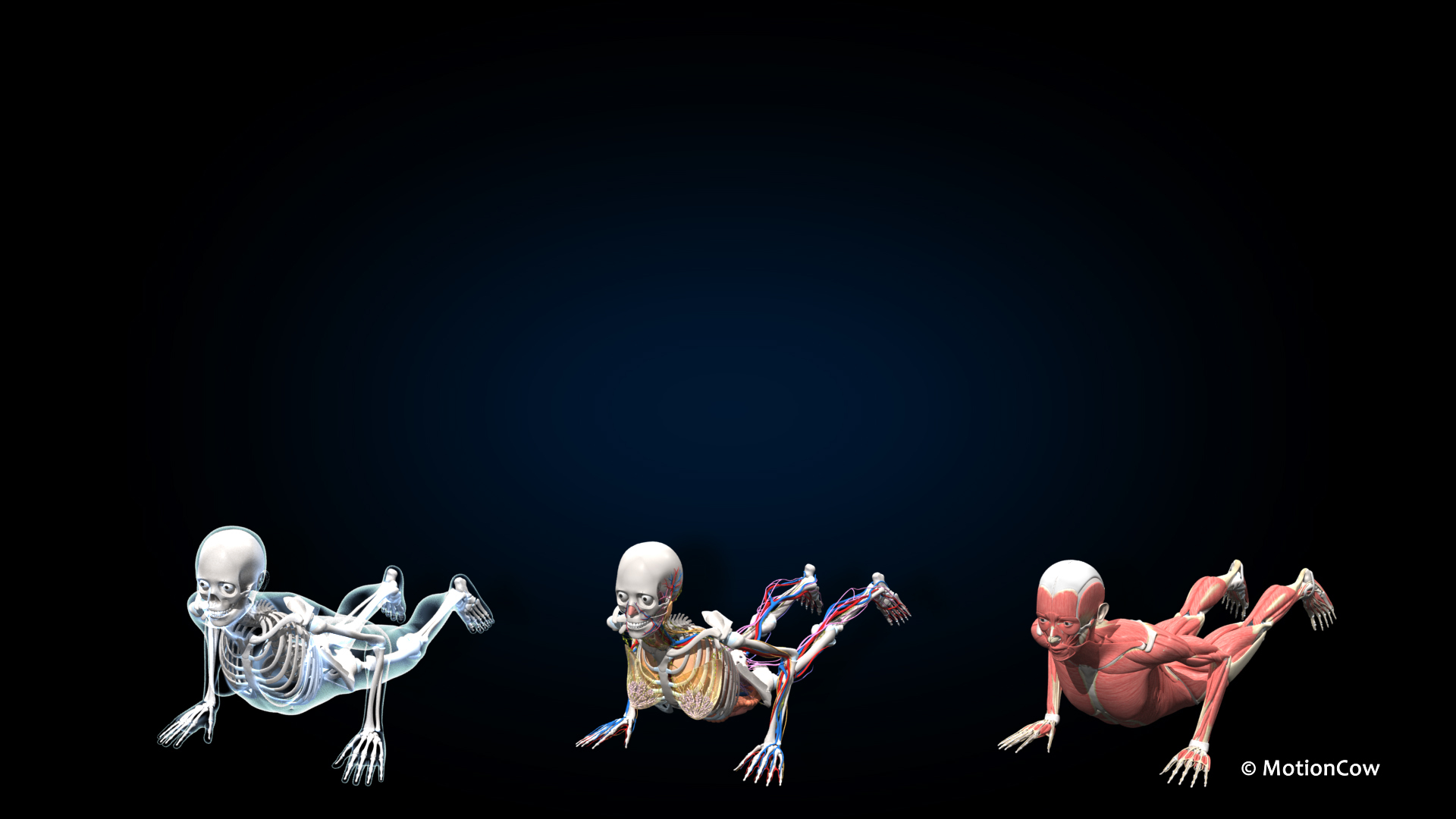 Ultimate Female Anatomy PRO 3D model https://p.turbosquid.com/ts-thumb/pd/PQtSWi/rJ/sequfa_yoga_b/jpg/1666844247/1920x1080/turn_fit_q99/8a6e29540b83991c24e093c8ef8dbd8511a14efa/sequfa_yoga_b-1.jpg