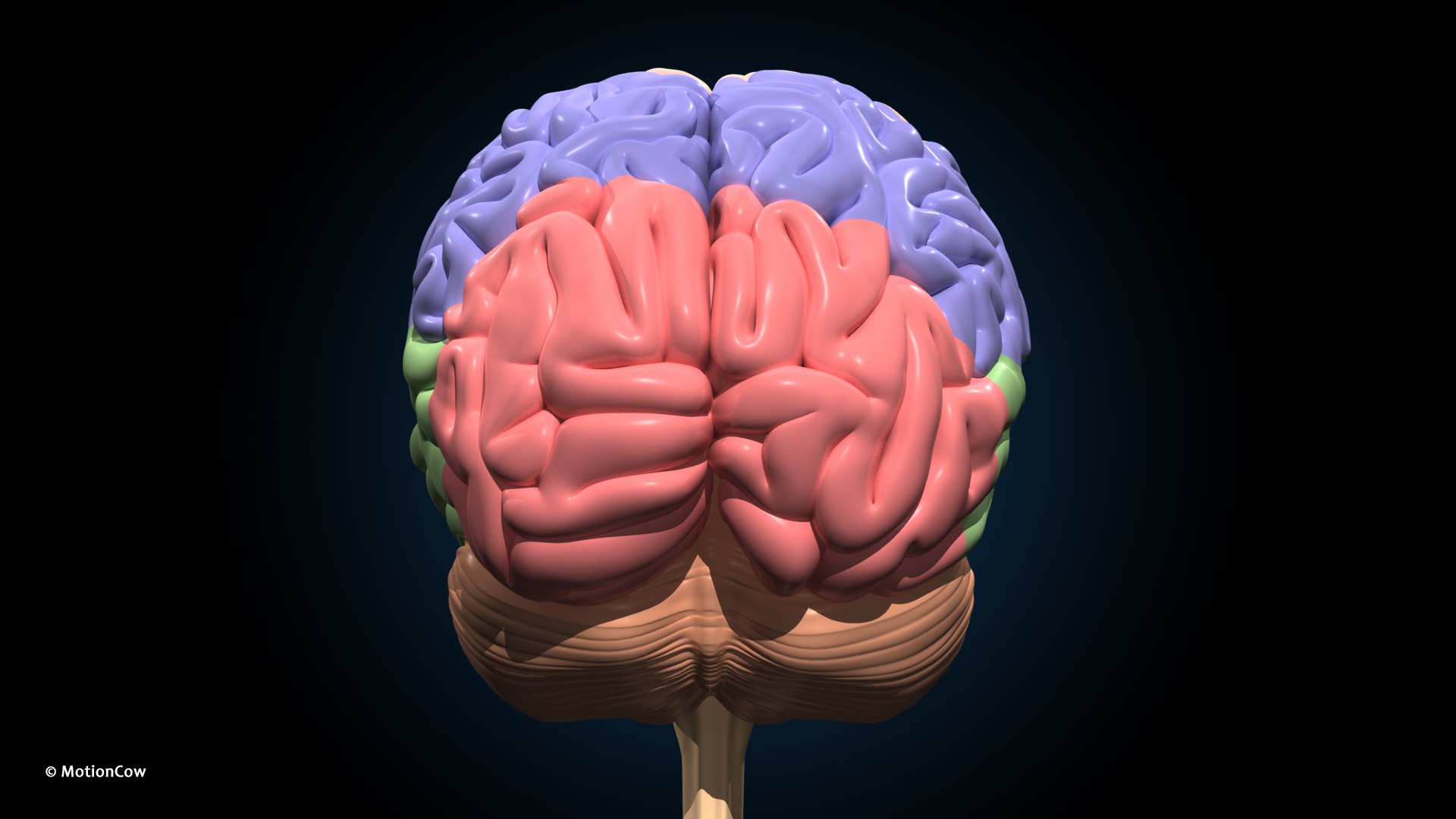 Ultimate Female Anatomy PRO 3D model https://p.turbosquid.com/ts-thumb/pd/PQtSWi/sk/female_anatomy_j13/jpg/1666791950/1920x1080/fit_q87/a4418099113c17c6fd4a8857a64392d618cc5e33/female_anatomy_j13.jpg
