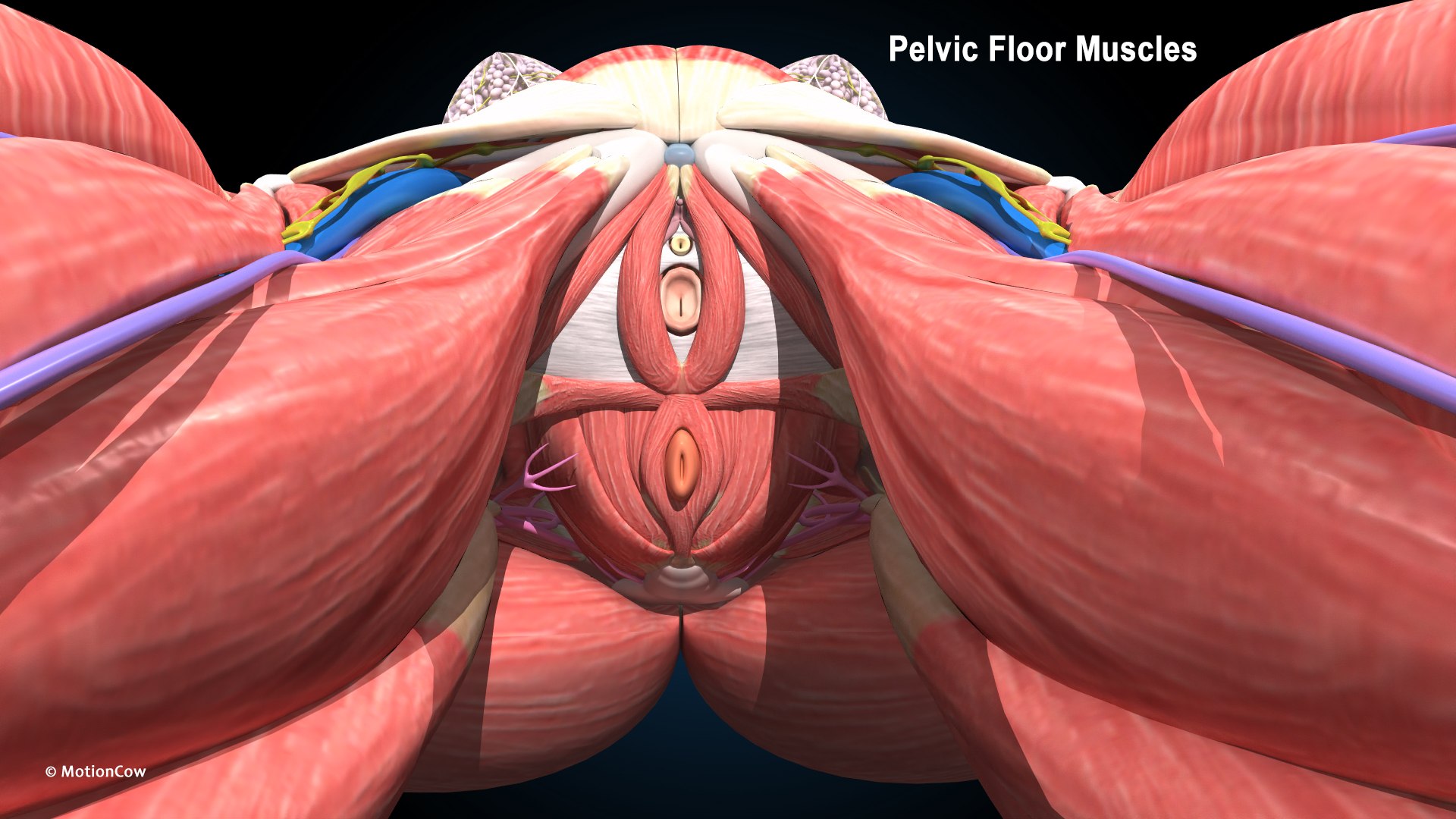 Ultimate Female Anatomy PRO 3D model https://p.turbosquid.com/ts-thumb/pd/PQtSWi/vd/female_muscular_skeletal_e1/jpg/1675740940/1920x1080/fit_q87/278758aa899b0944132a63a9ca6a0f01e2631e24/female_muscular_skeletal_e1.jpg