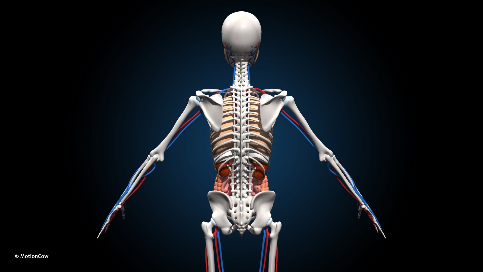 Ultimate Female Anatomy PRO 3D model https://p.turbosquid.com/ts-thumb/pd/PQtSWi/yJ/female_anatomy_c4/jpg/1666791168/1920x1080/fit_q87/3a64ee7ddbf524407c17c30de5bb4d8cfc588620/female_anatomy_c4.jpg