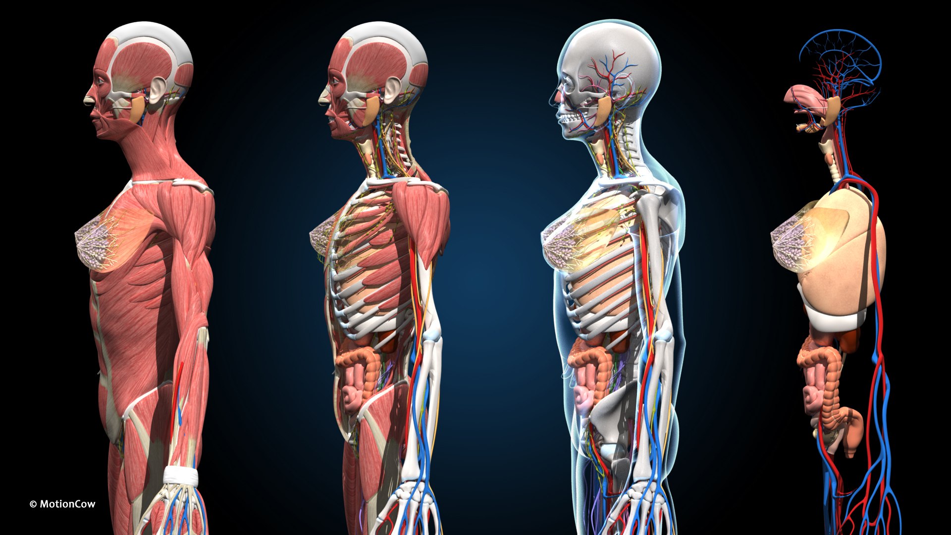 Ultimate Female Anatomy PRO 3D model https://p.turbosquid.com/ts-thumb/pd/PQtSWi/ys/female_anatomy_f1/jpg/1666791932/1920x1080/fit_q87/fbc53cbff59cc294ca4f9a31c51e820fdd8755a8/female_anatomy_f1.jpg