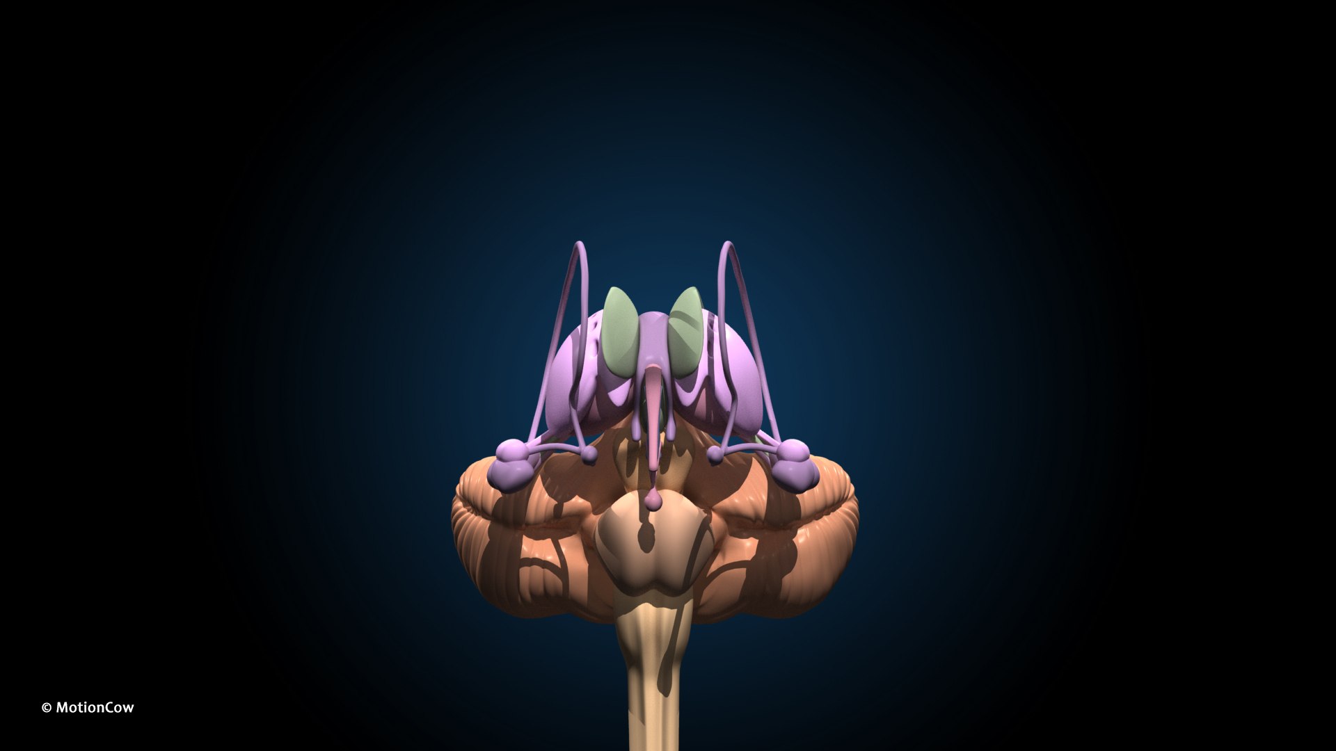 Ultimate Female Anatomy PRO 3D model https://p.turbosquid.com/ts-thumb/pd/PQtSWi/zV/female_anatomy_j12/jpg/1666791950/1920x1080/fit_q87/0e350bdc824f6d73cda3148beb963bdd3c999b93/female_anatomy_j12.jpg