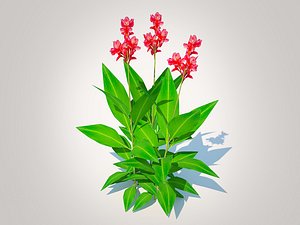 Canna - canna lily geen-red