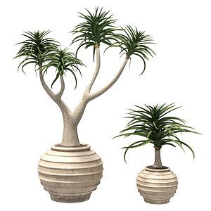 3D model aloe barber tree