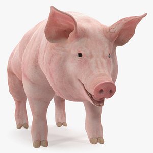 Pig Sow Landrace 3D Model