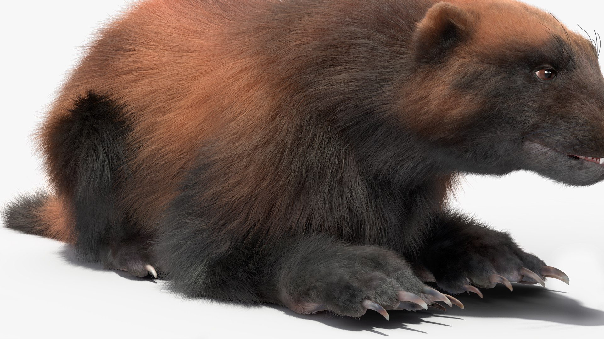 Wolverine Dark Color Lying Down Pose Fur 3D - TurboSquid 2158732