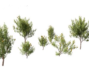 Banksia Integrifolia - Coast banksia 01