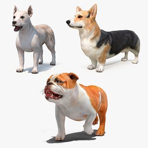 Small Dogs Collection