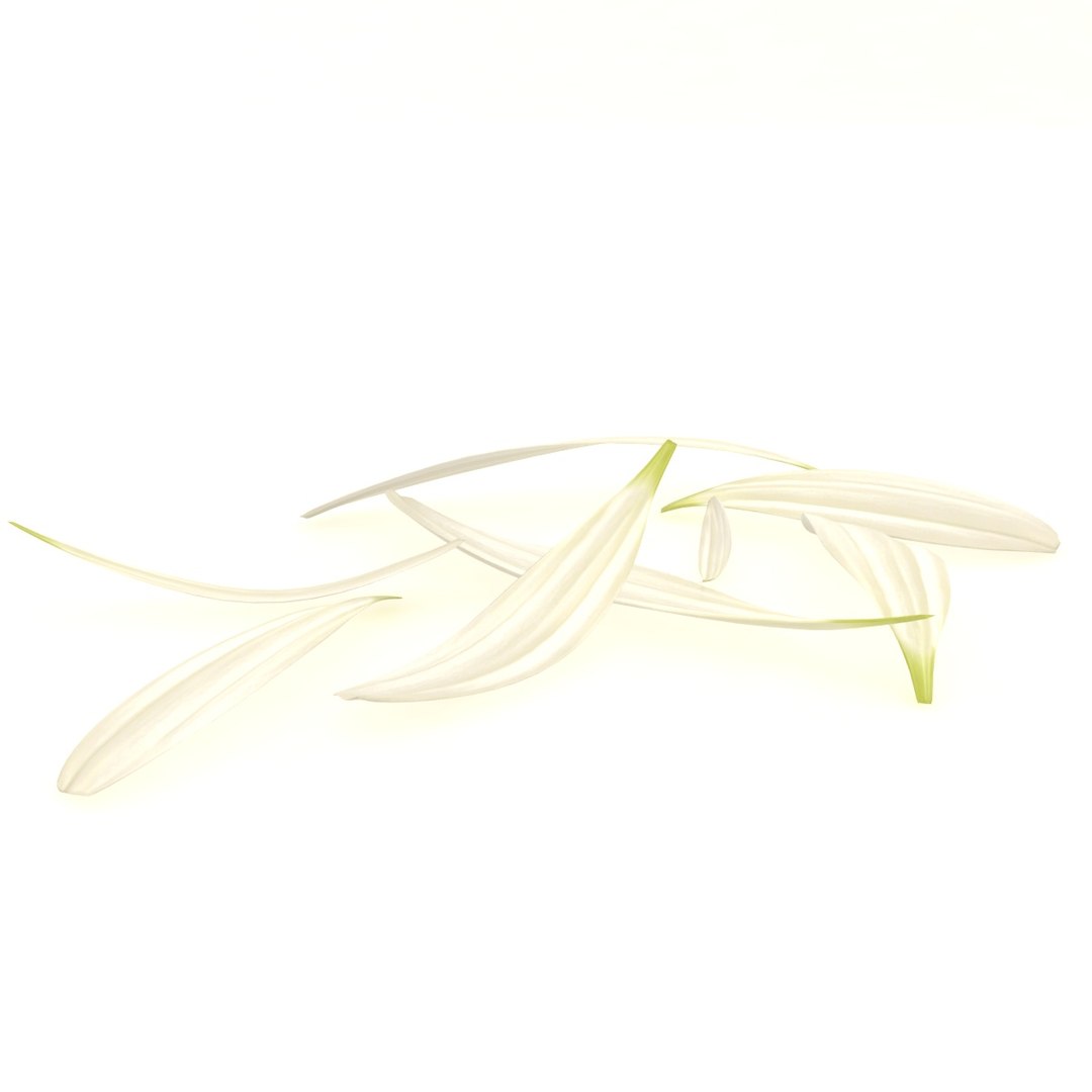 chamomile daisy nature plant 3D model https://p.turbosquid.com/ts-thumb/pe/Hy8yYz/XjapM705/2/jpg/1597644766/1920x1080/fit_q87/c416165334d8379ac3044e3701db0447a4594405/2.jpg