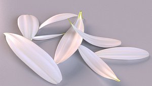 chamomile daisy nature plant 3D model