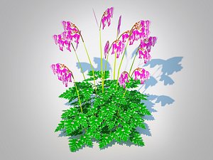 Dicentra Luxuriant -  Bleeding Heart 3D