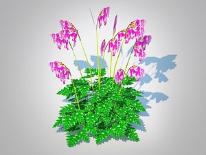 Dicentra Luxuriant - Bleeding Heart